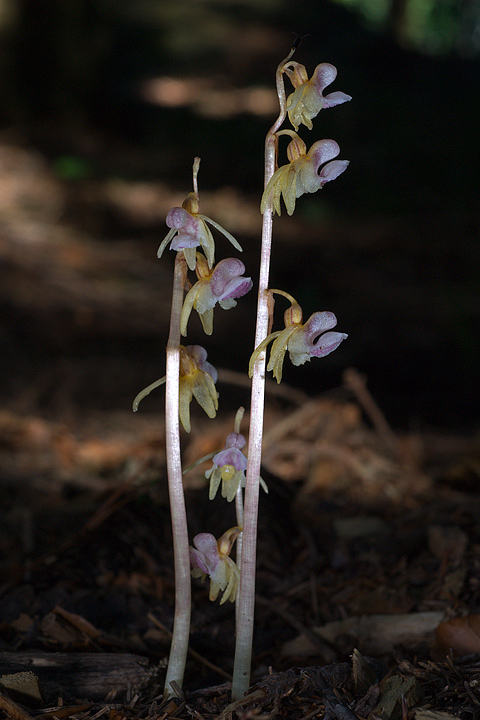 Epipogium aphyllum